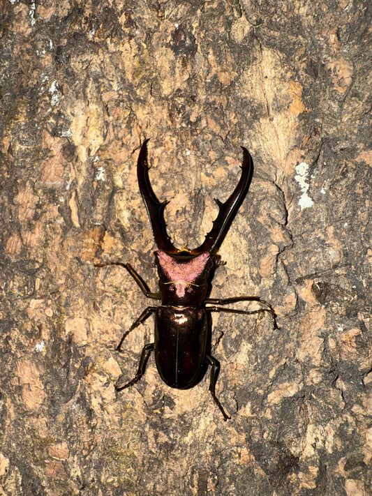 Cyclommatus Metallifer Finae ADULT MALE #1