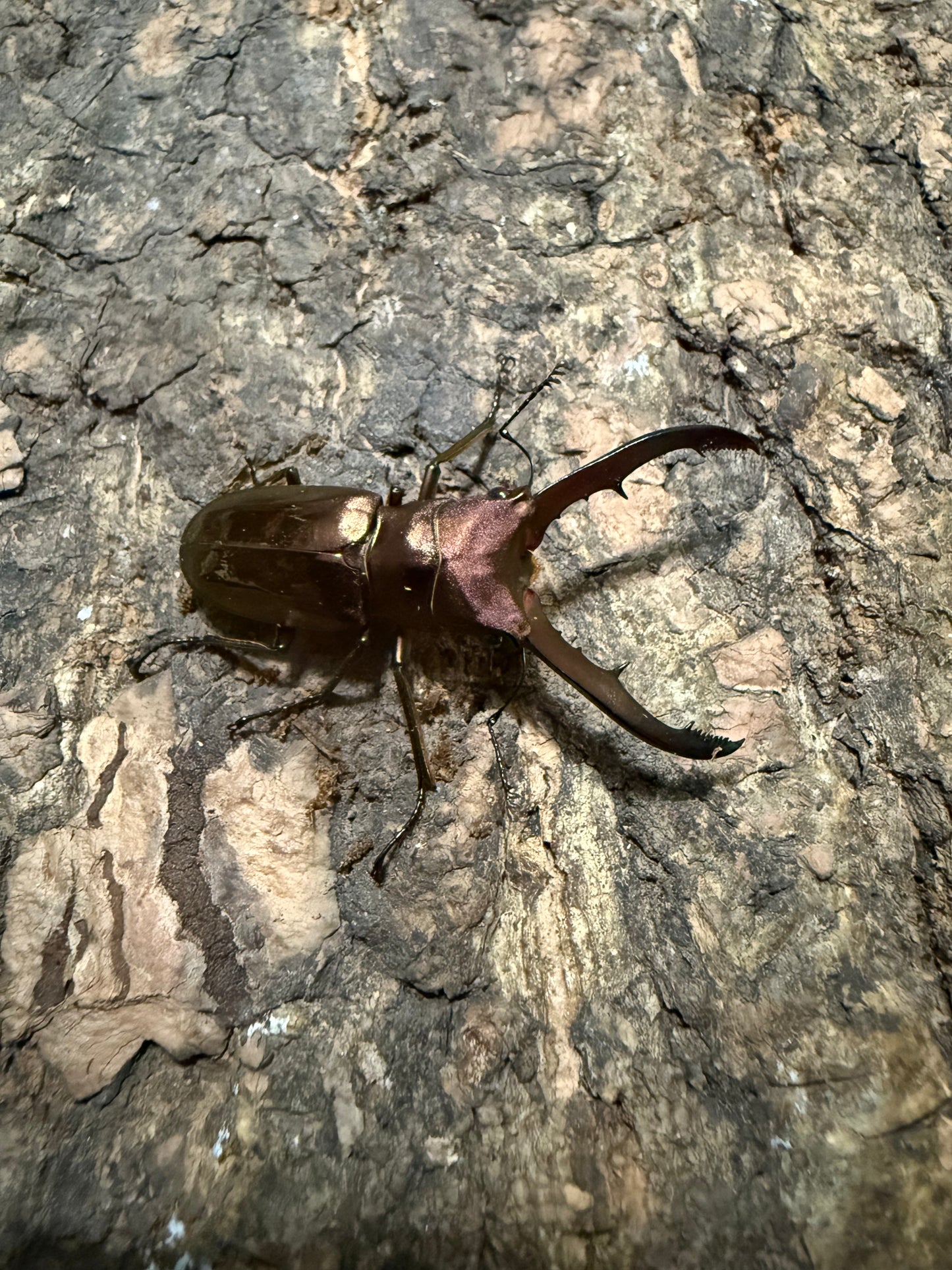 Cyclommatus Metallifer Finae ADULT MALE #2