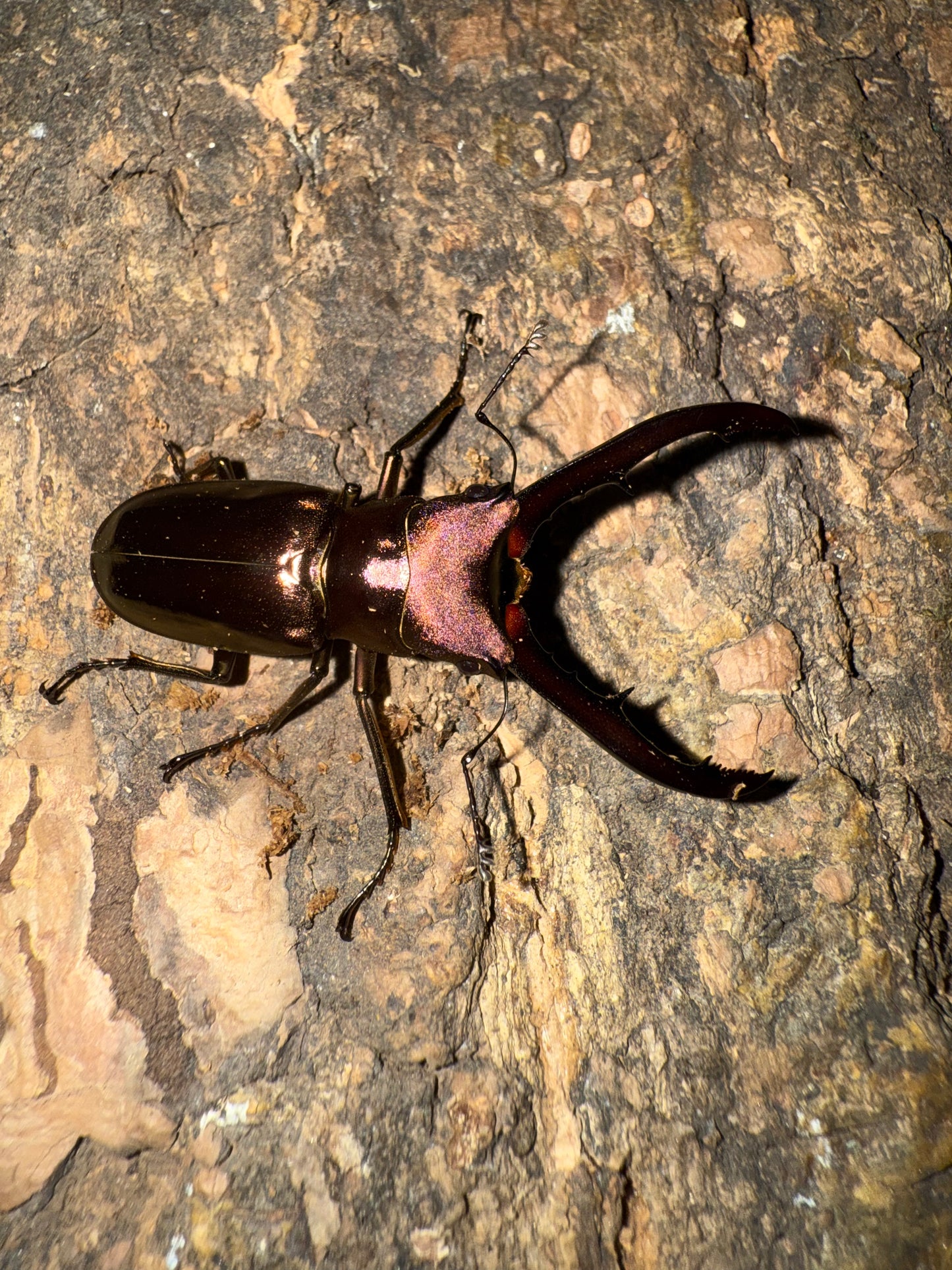 Cyclommatus Metallifer Finae ADULT MALE #2