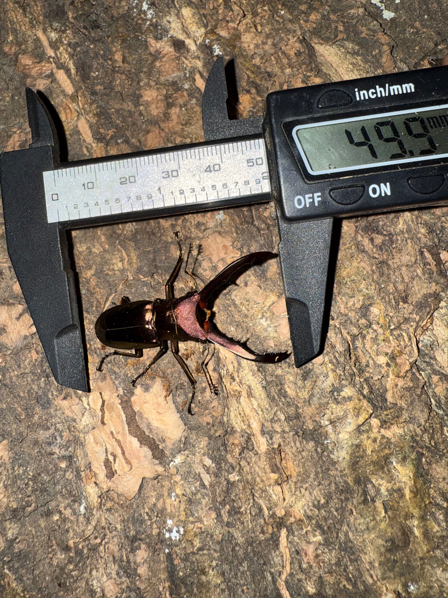 Cyclommatus Metallifer Finae ADULT MALE #2