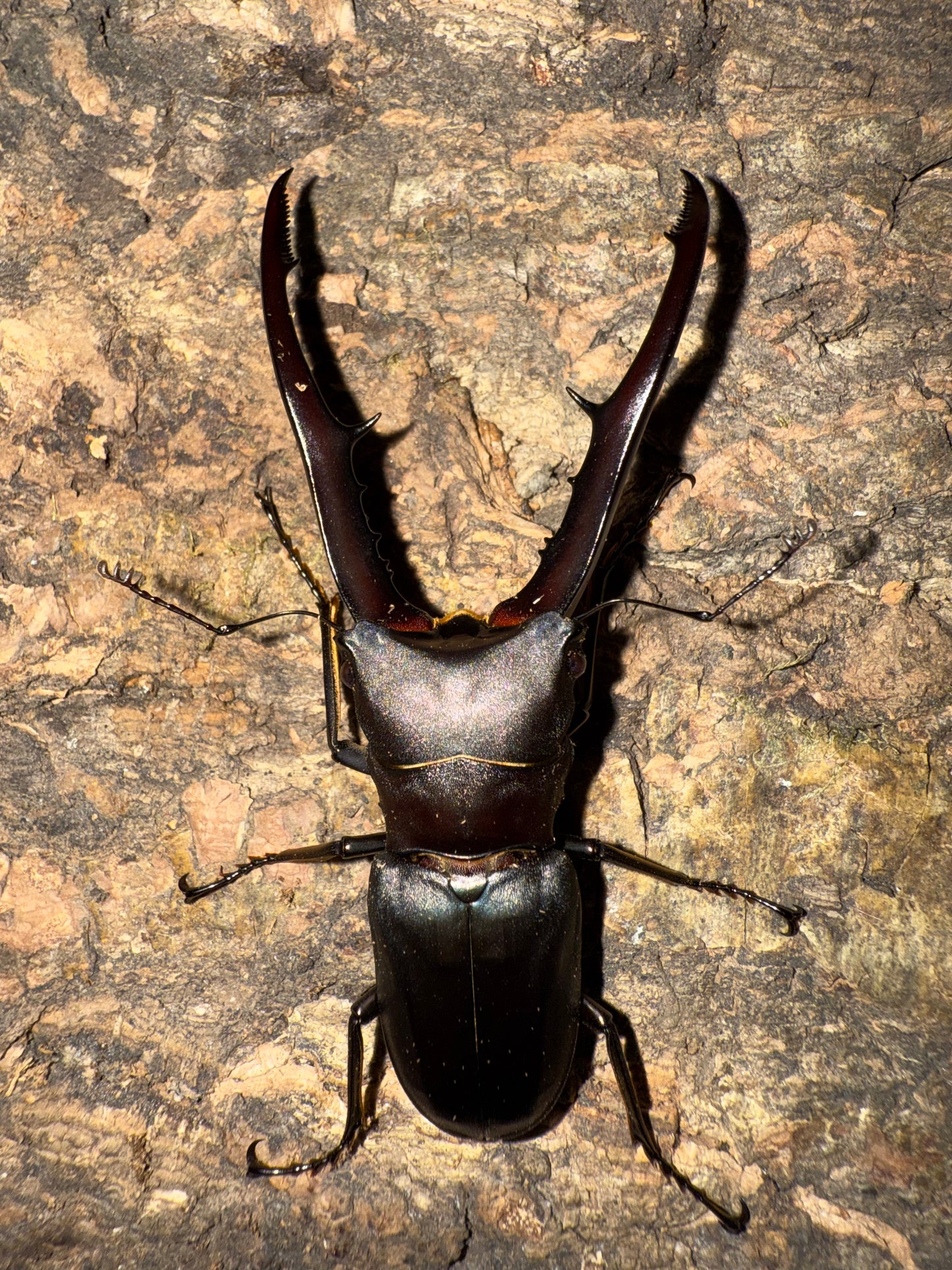 Cyclommatus Metallifer Finae ADULT MALE #3