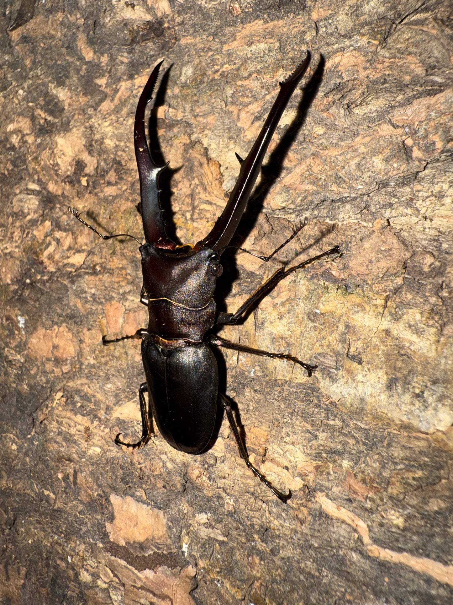 Cyclommatus Metallifer Finae ADULT MALE #3