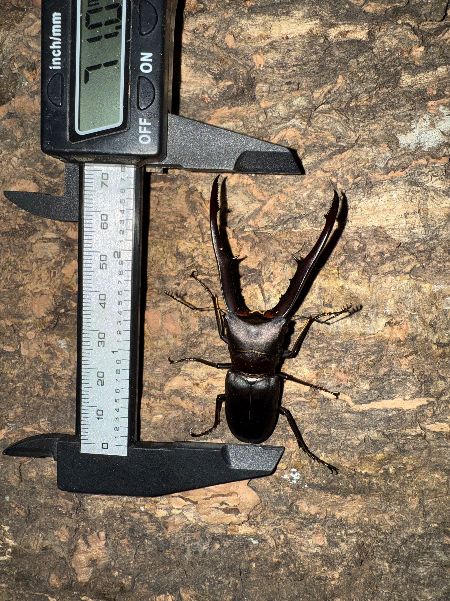 Cyclommatus Metallifer Finae ADULT MALE #3