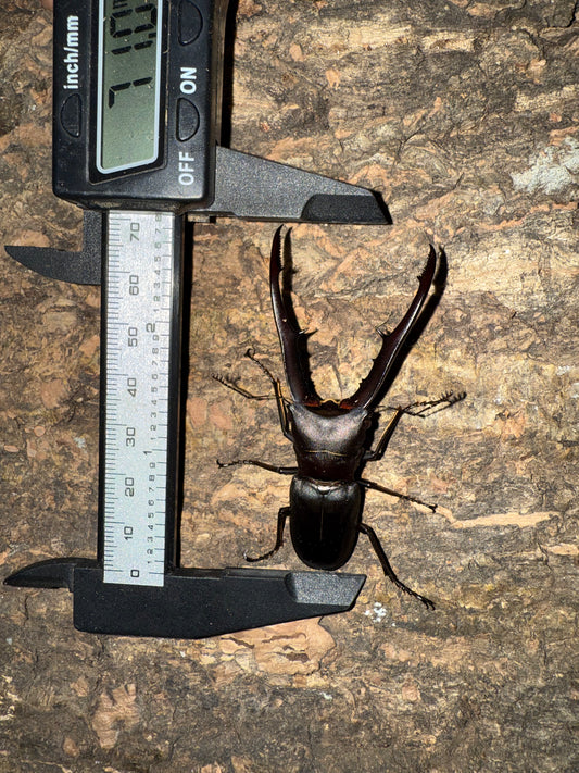 Cyclommatus Metallifer Finae ADULT MALE #3