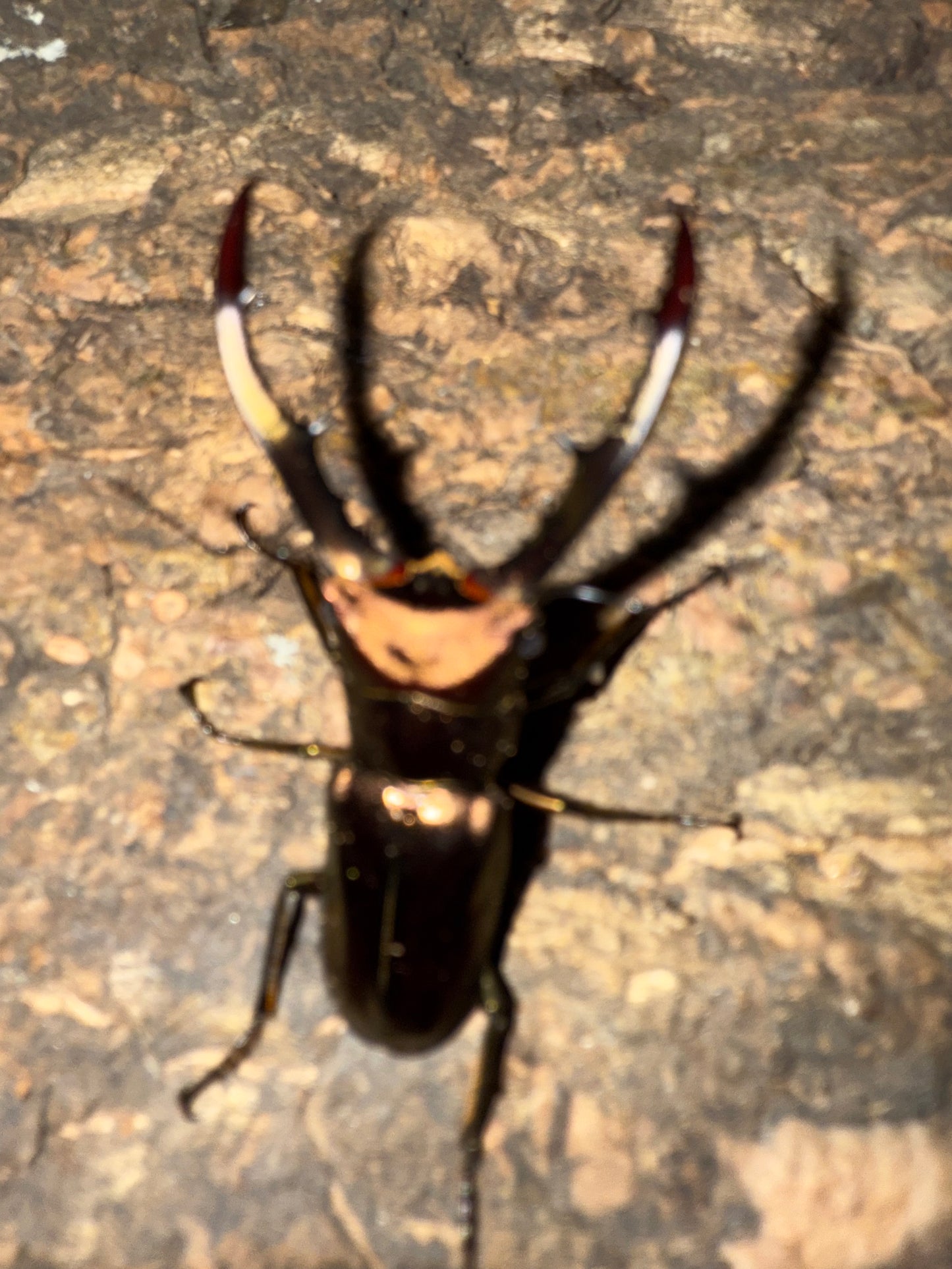 Cyclommatus Metallifer Finae ADULT MALE #4