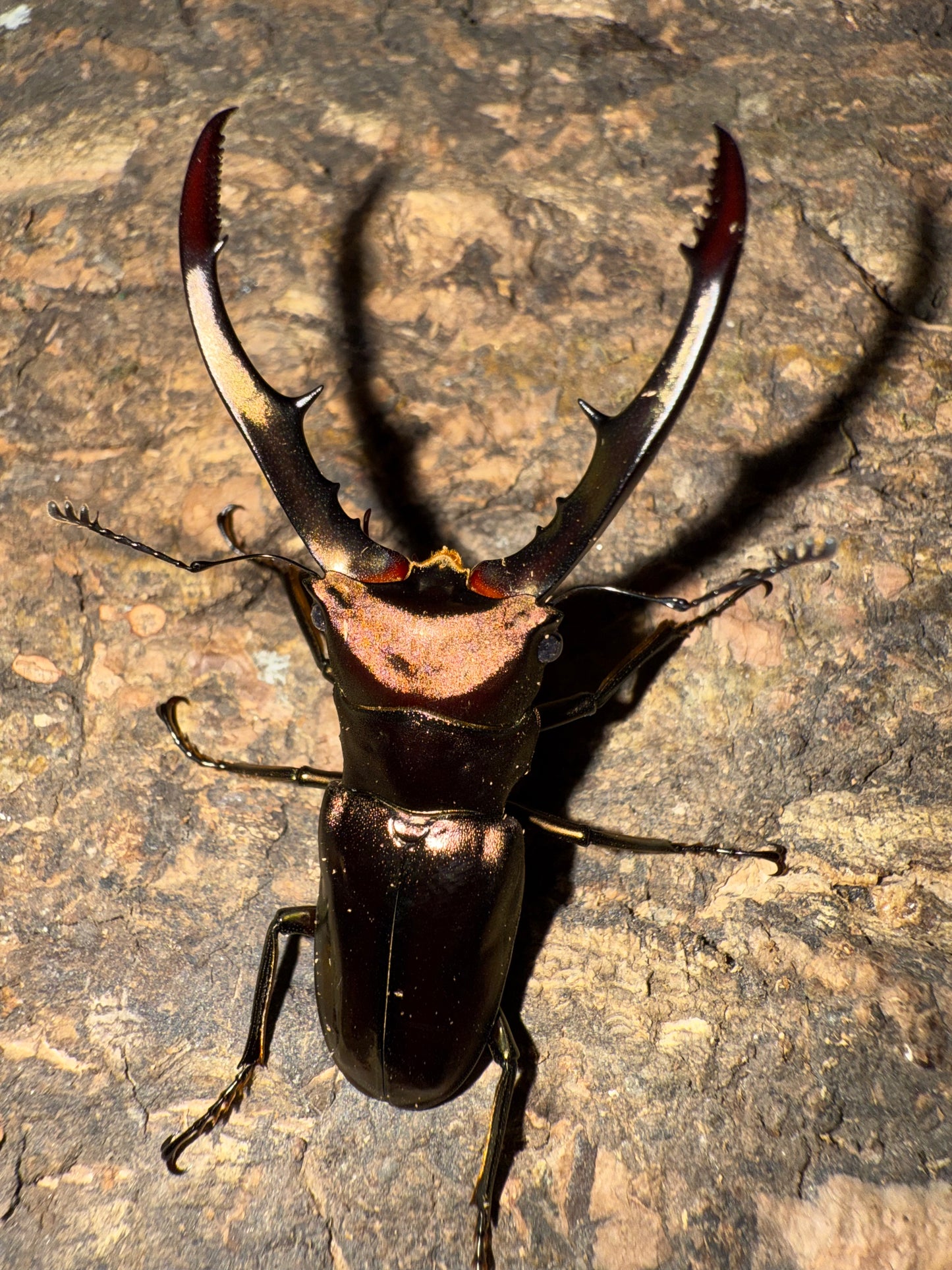 Cyclommatus Metallifer Finae ADULT MALE #4