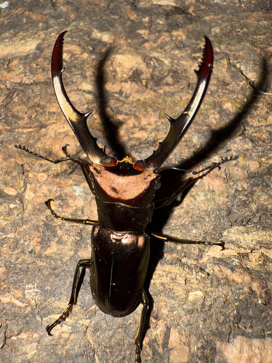 Cyclommatus Metallifer Finae ADULT MALE #4