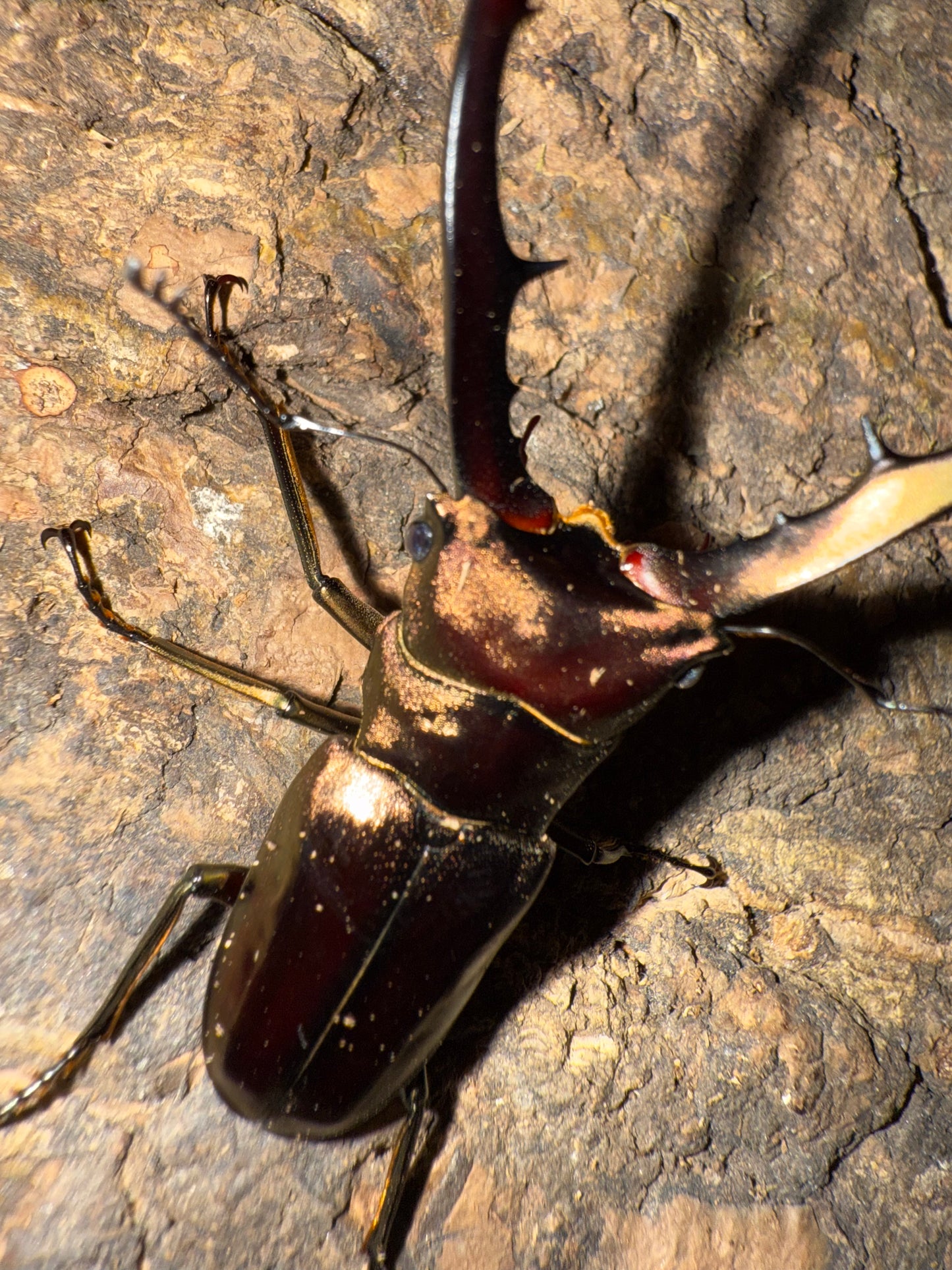 Cyclommatus Metallifer Finae ADULT MALE #4