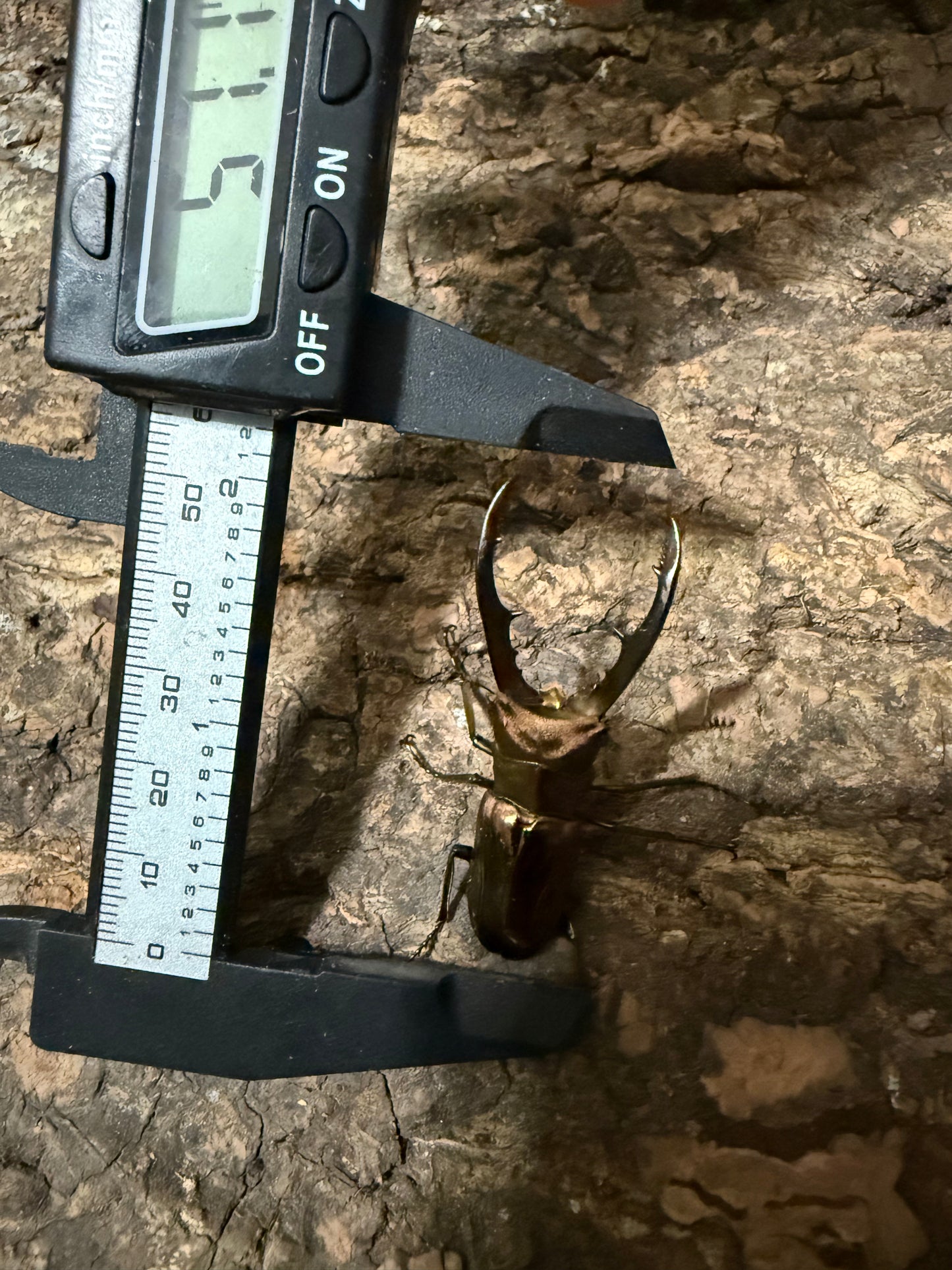 Cyclommatus Metallifer Finae ADULT MALE #4