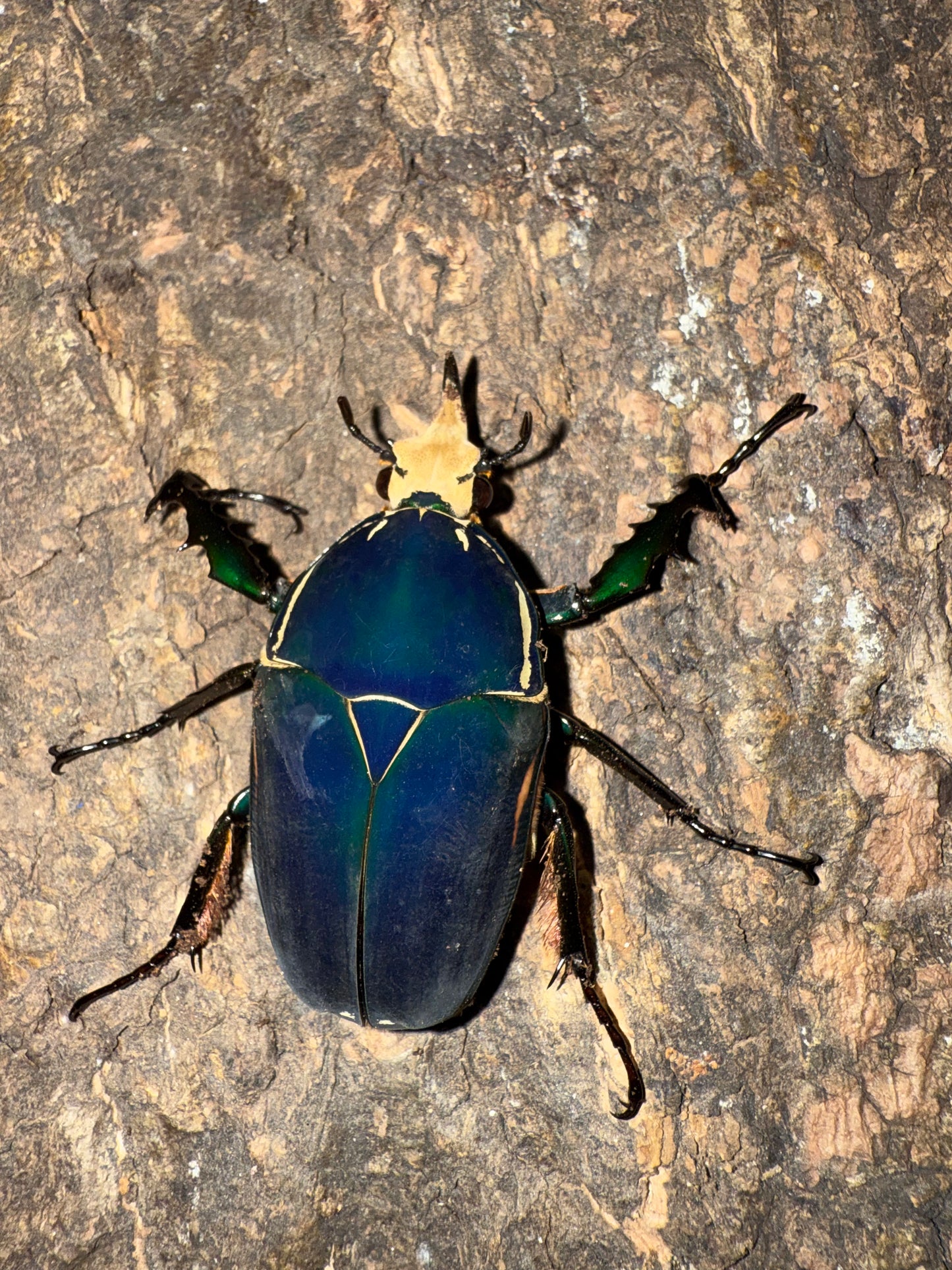 Mecynorrhina torquatus ugandensis ADULT MALE #5