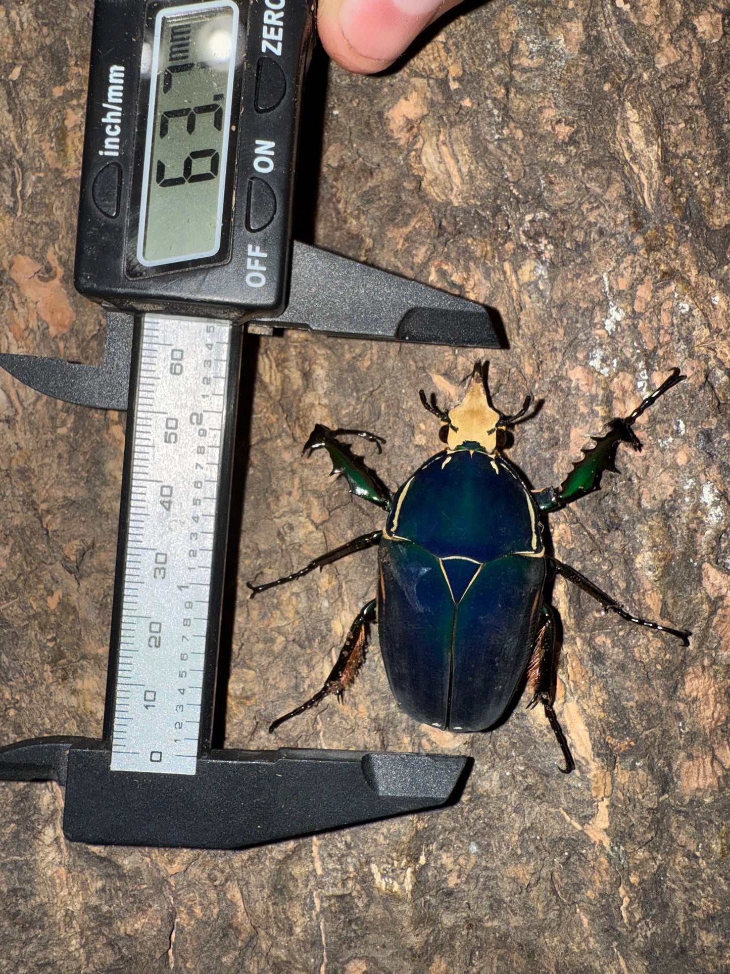 Mecynorrhina torquatus ugandensis ADULT MALE #5