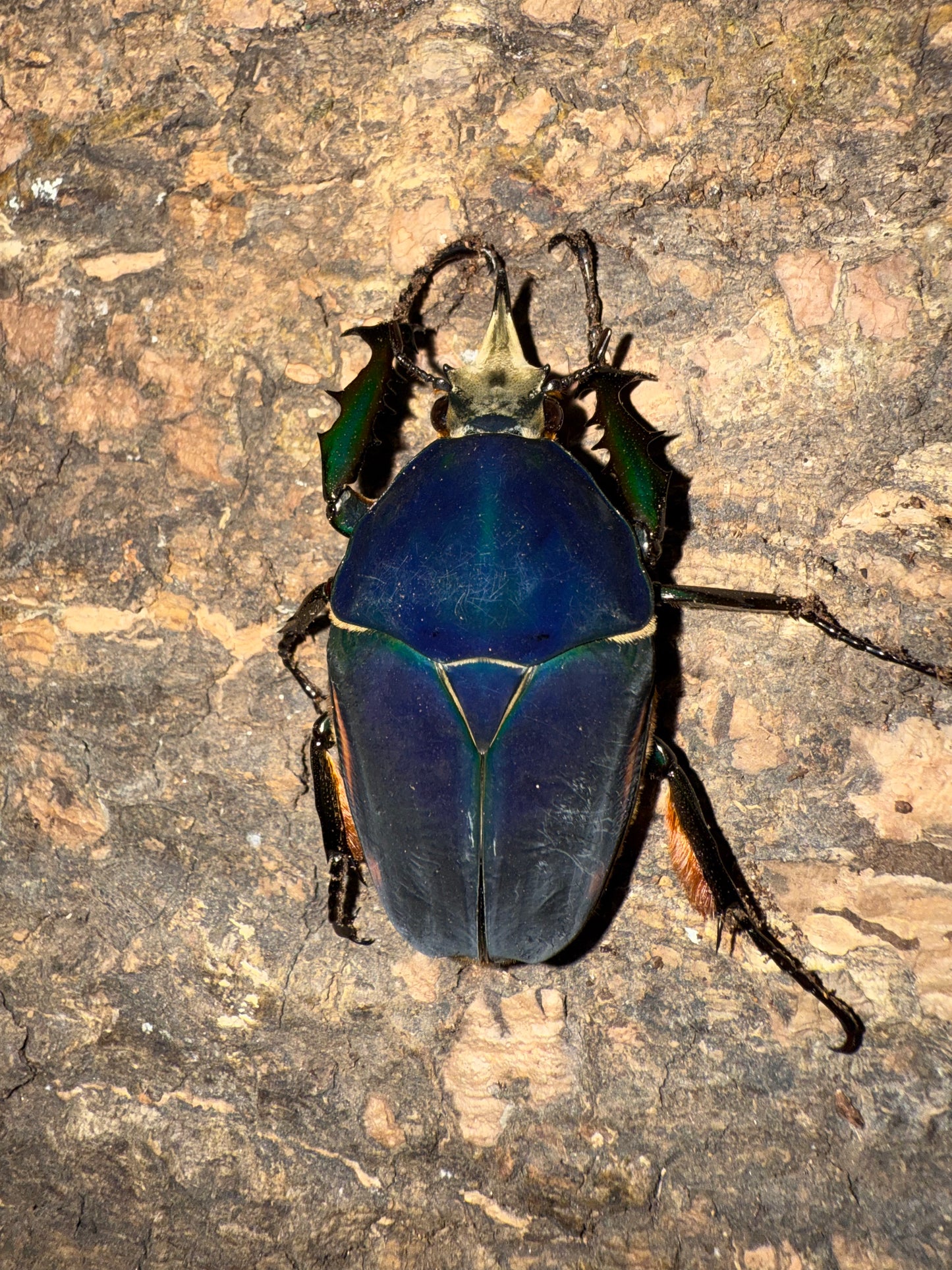 Mecynorrhina torquatus ugandensis ADULT MALE #6