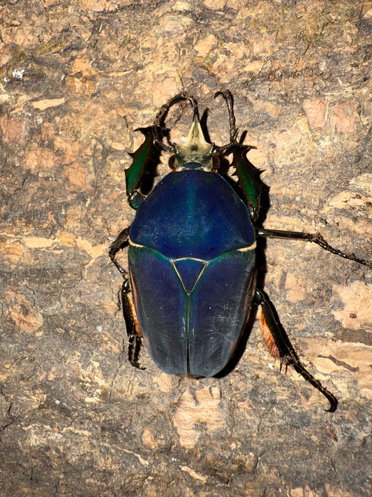 Mecynorrhina torquatus ugandensis ADULT MALE #6