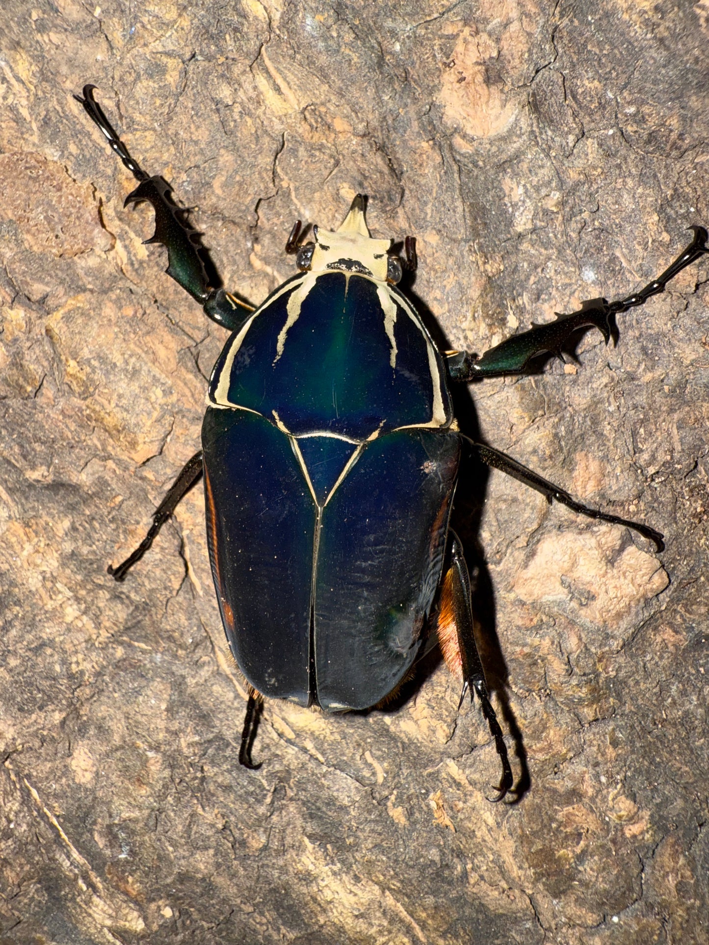 Mecynorrhina torquatus ugandensis ADULT MALE #7