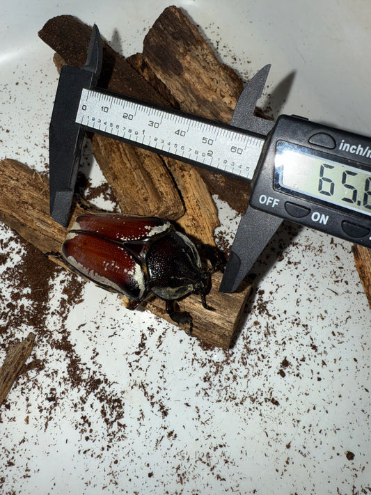 Adult Goliathus Goliatus Female QUICK SALE
