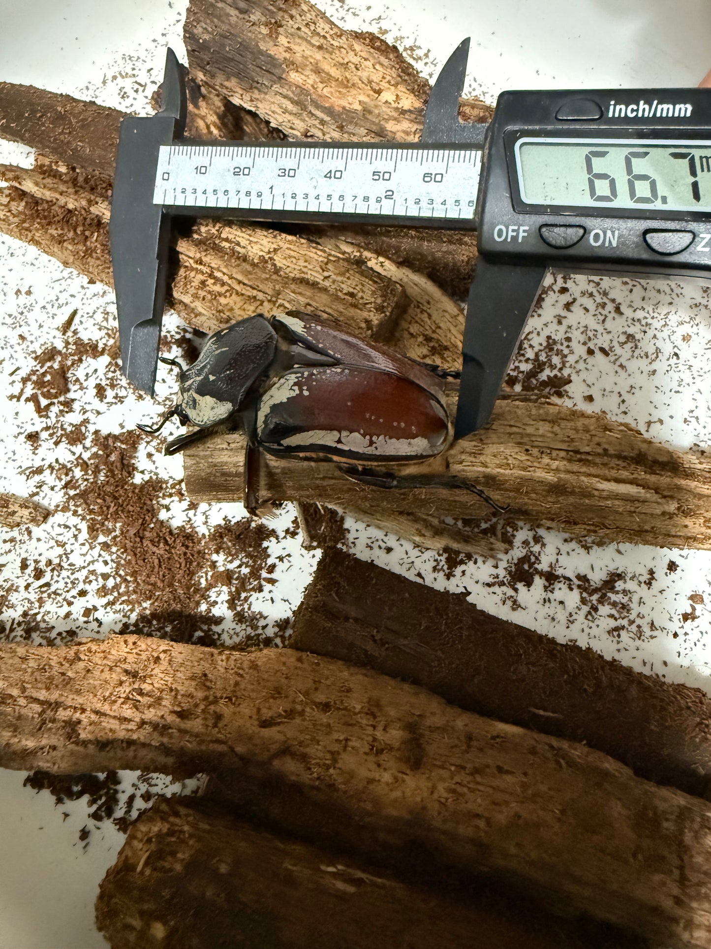 Adult Goliathus Goliatus Female QUICK SALE stock#2
