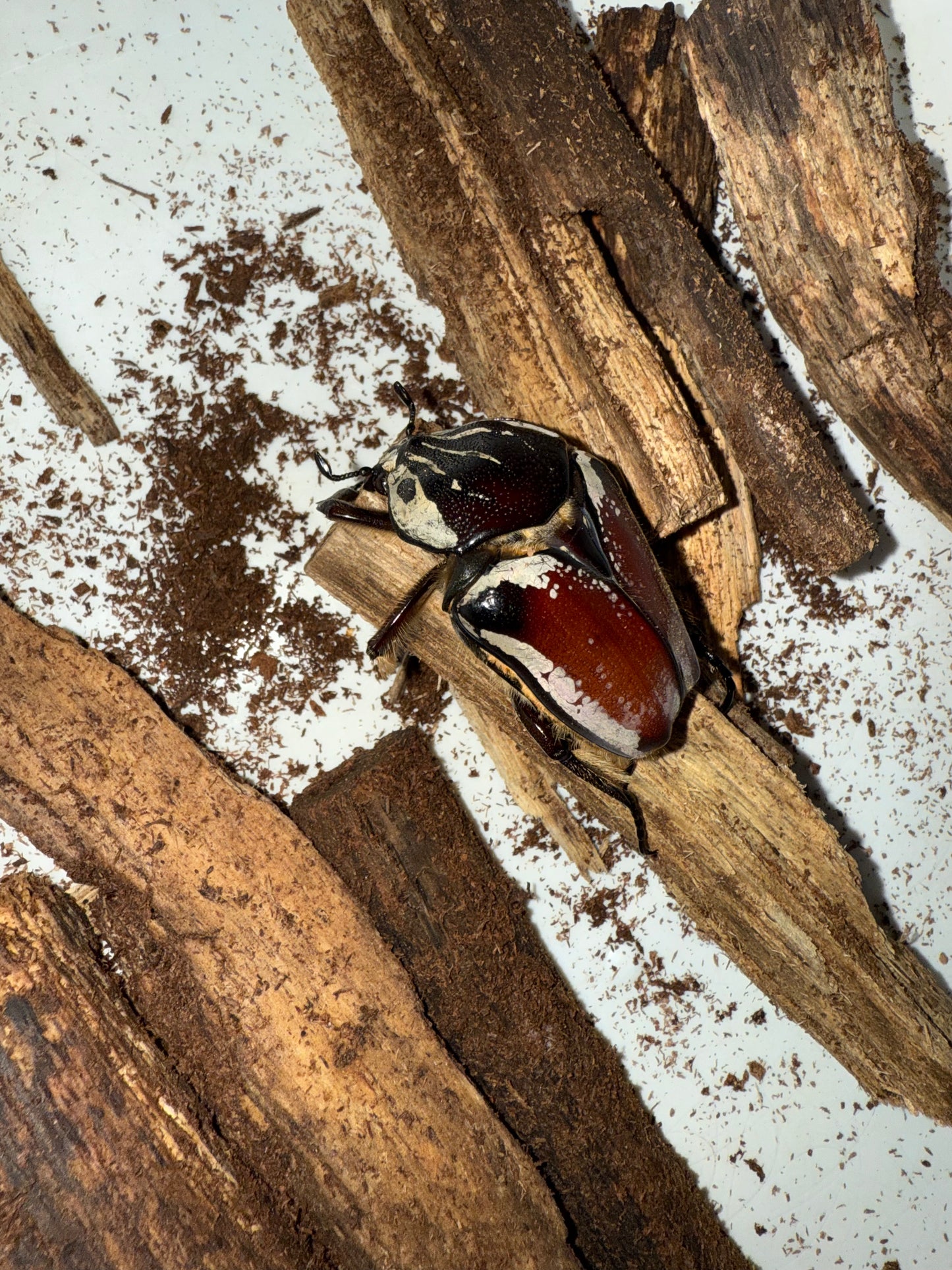 Adult Goliathus Goliatus Female QUICK SALE stock#2