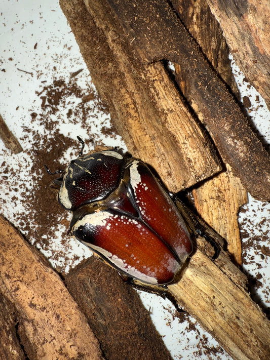 Adult Goliathus Goliatus Female QUICK SALE stock#2