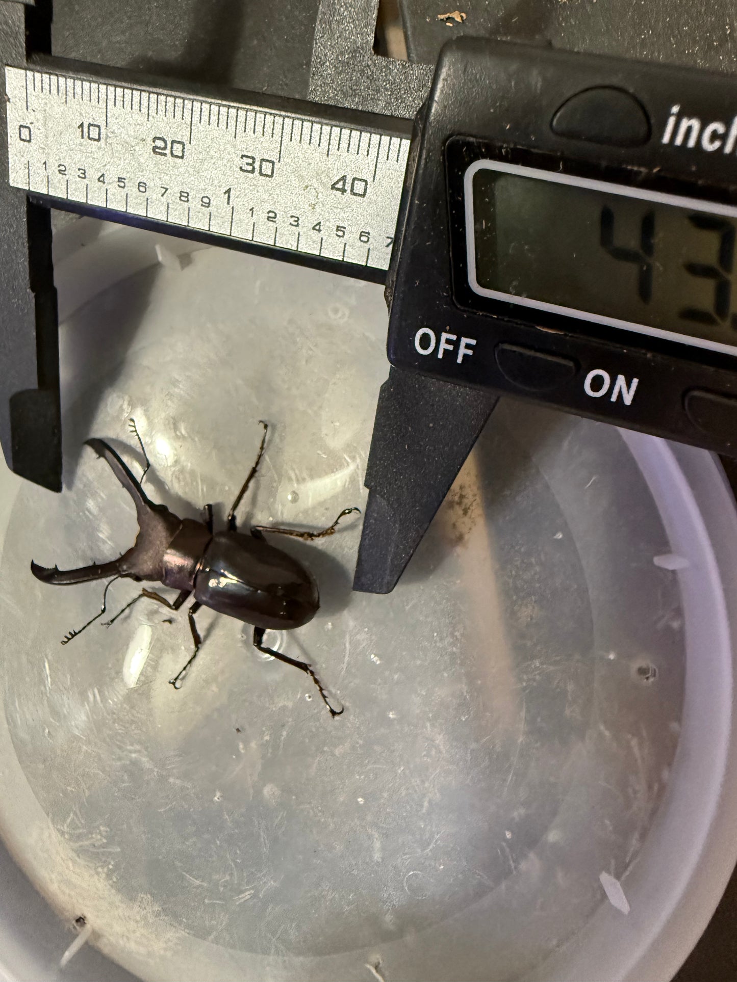 ADULT CMF QUICK SALE