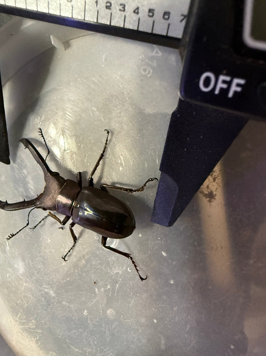 ADULT CMF QUICK SALE