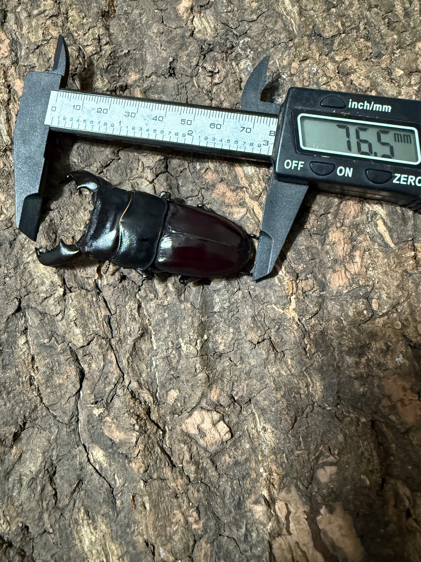 Dorcus titanus yasuokai Adult Male