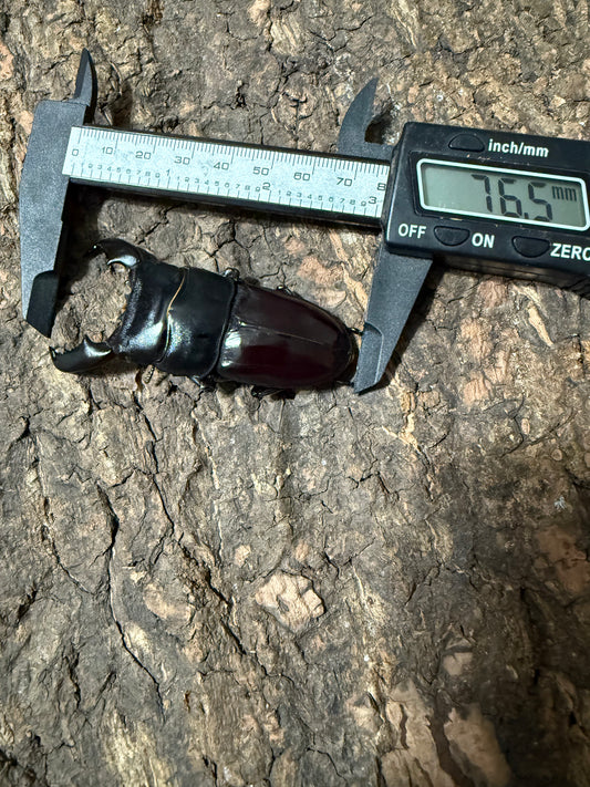 Dorcus titanus yasuokai Adult Male