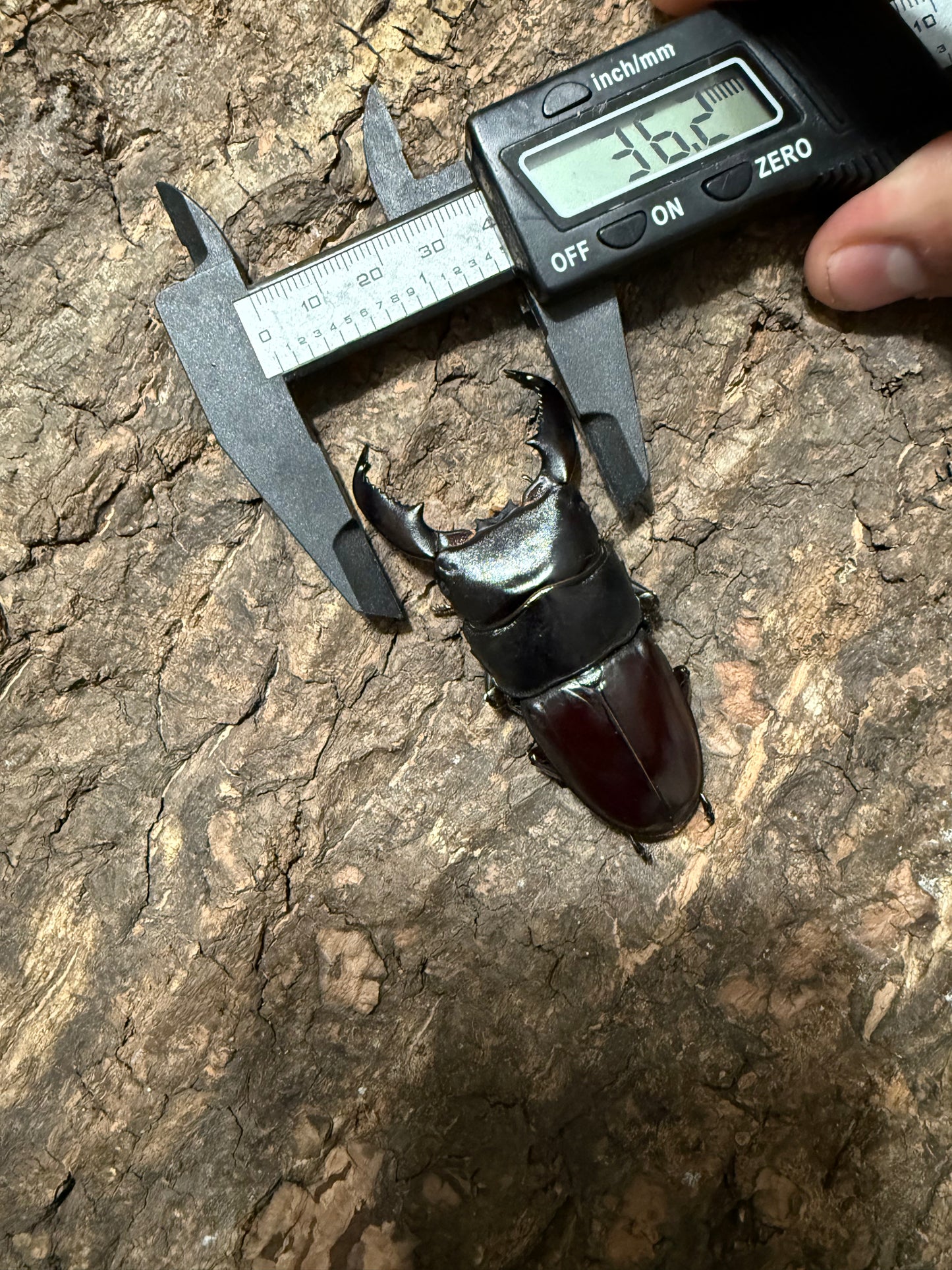 Dorcus titanus yasuokai Adult Male