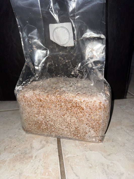 5lb kinshi bag Turkey Tail (FREE SHIPPING) kawaratake