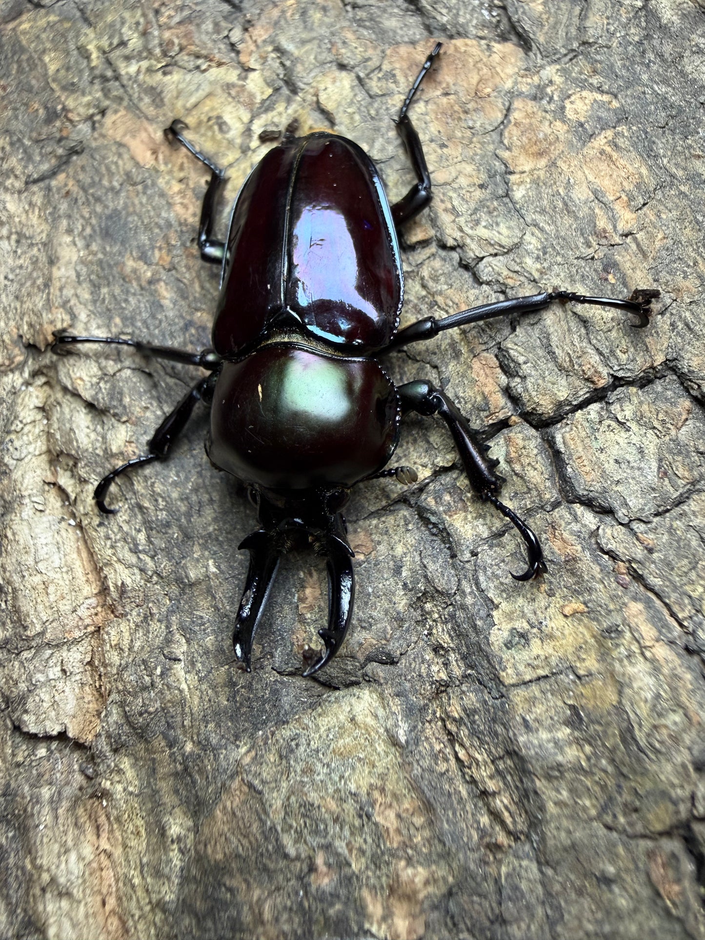 Phalacrognathus muelleri (Rainbow Stag Beetle) Male pictured