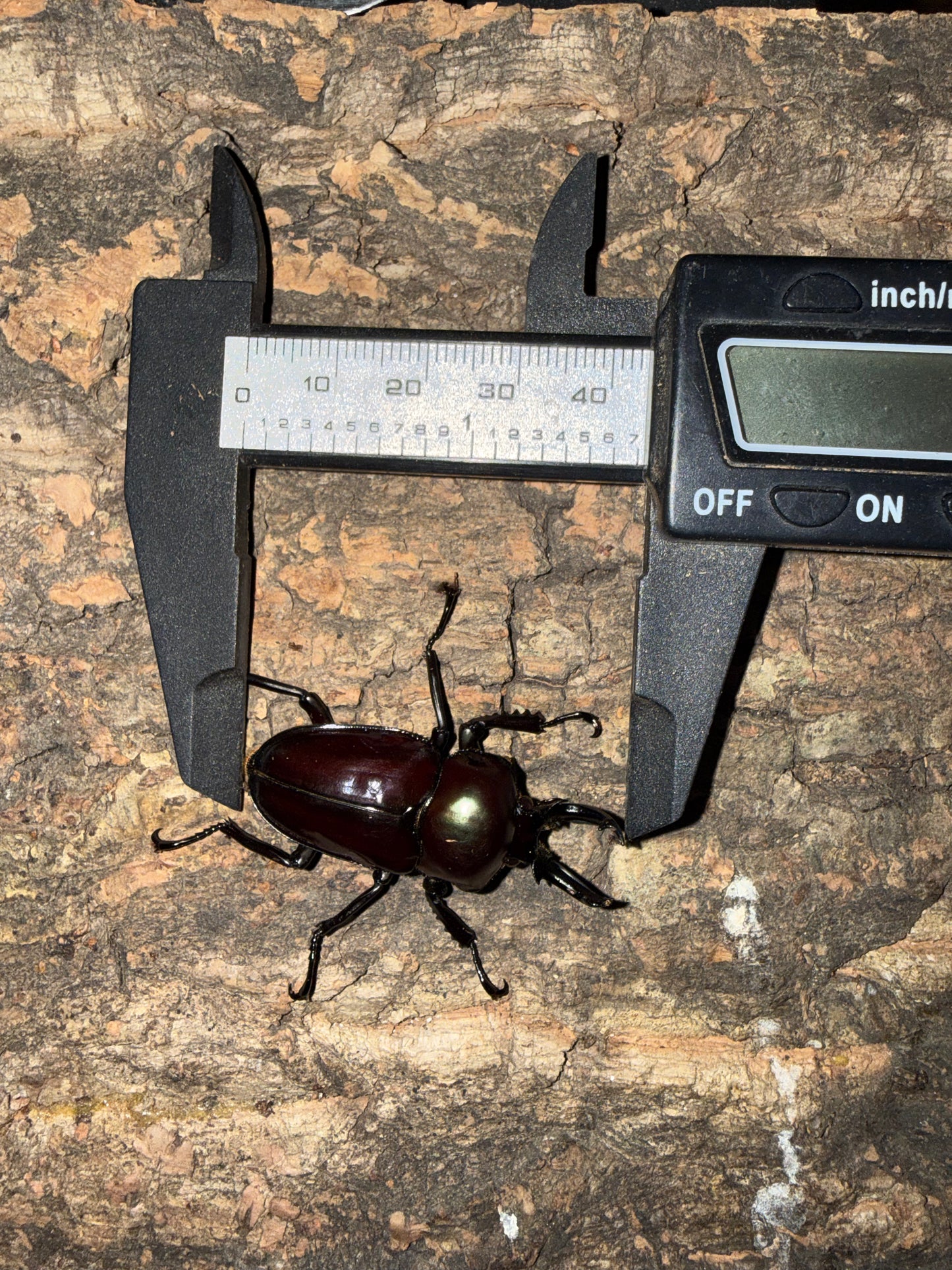 Phalacrognathus muelleri (Rainbow Stag Beetle) Male pictured