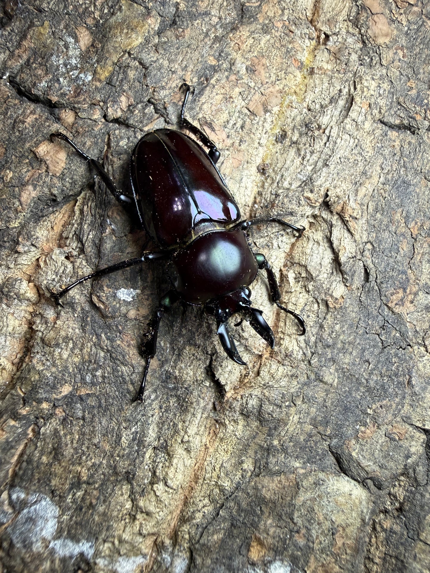 Phalacrognathus muelleri (Rainbow Stag Beetle) Male