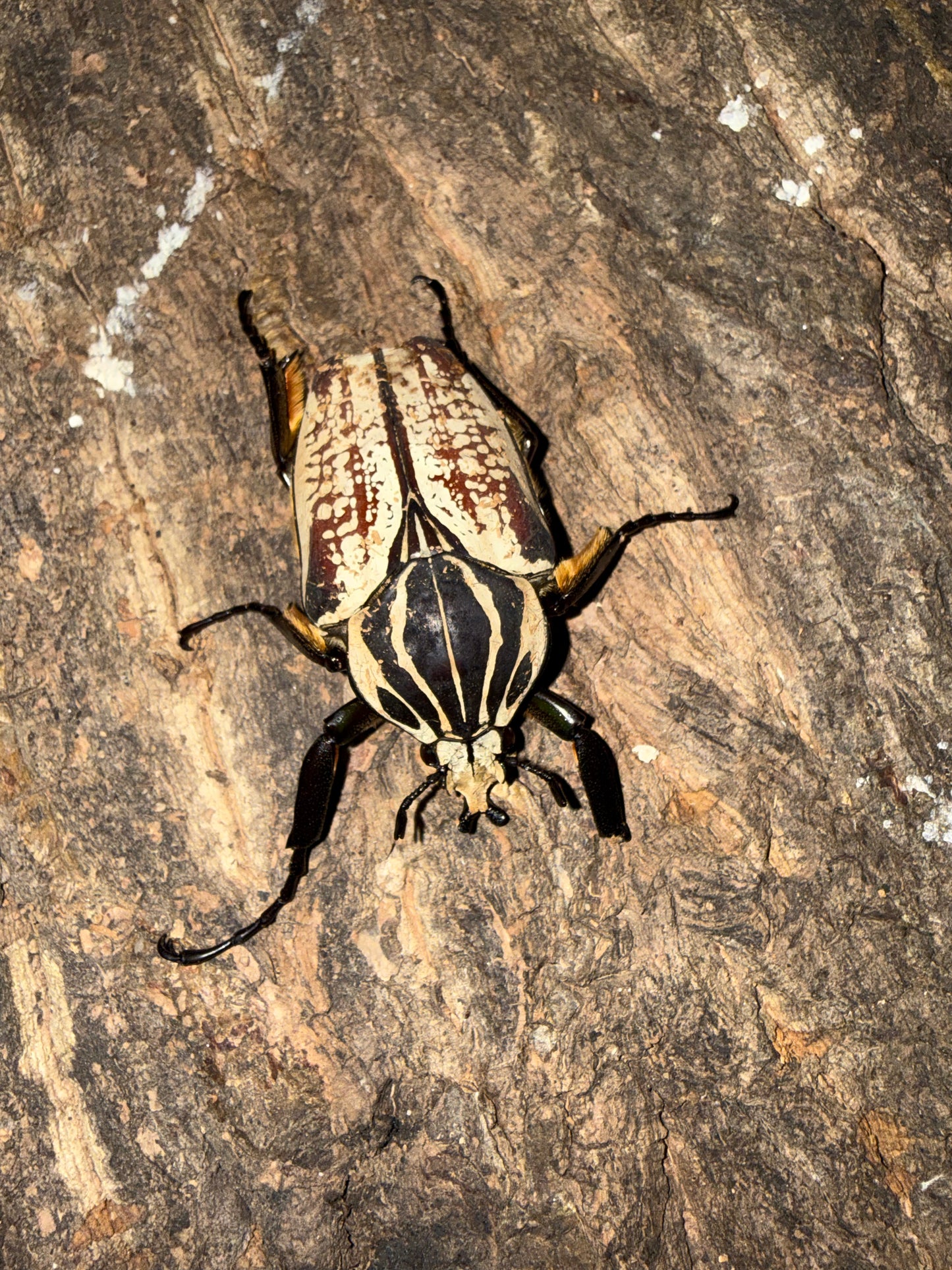 Goliathus Goliatus Male