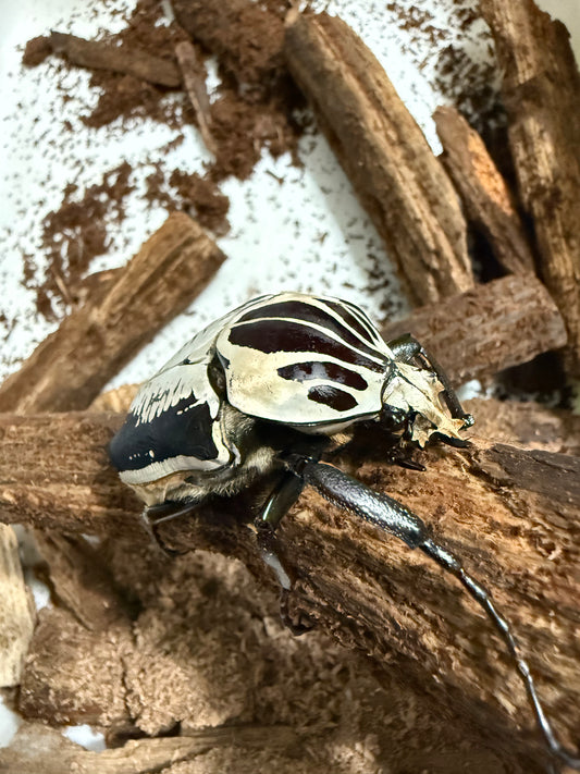 Goliathus Regius Adult Male Beetle