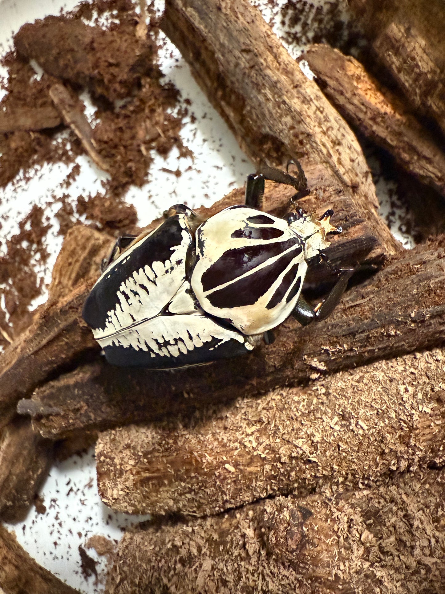 Goliathus Regius Adult Male Beetle