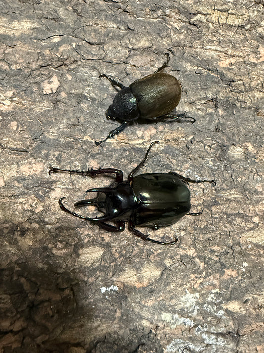 Chalcosoma chiron belangeri ADULT PAIR