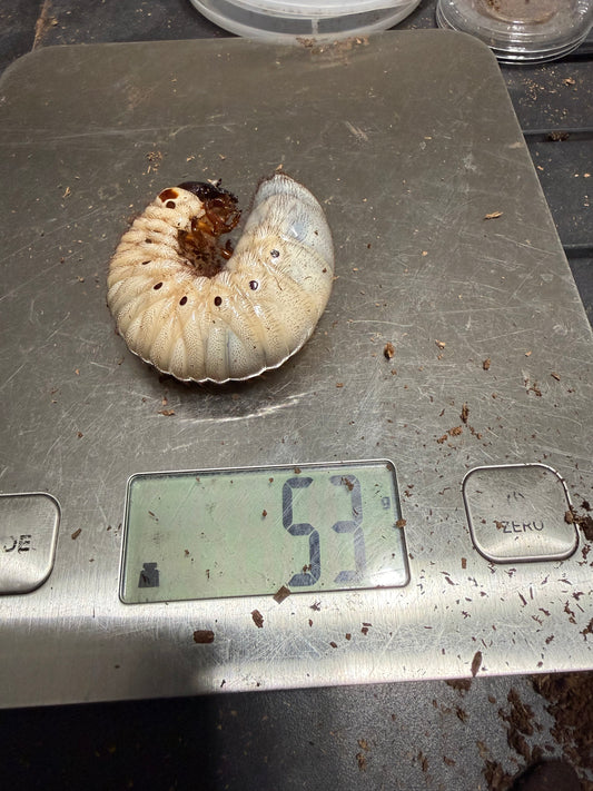 Dynastes Satanas L3 (Male?) #2