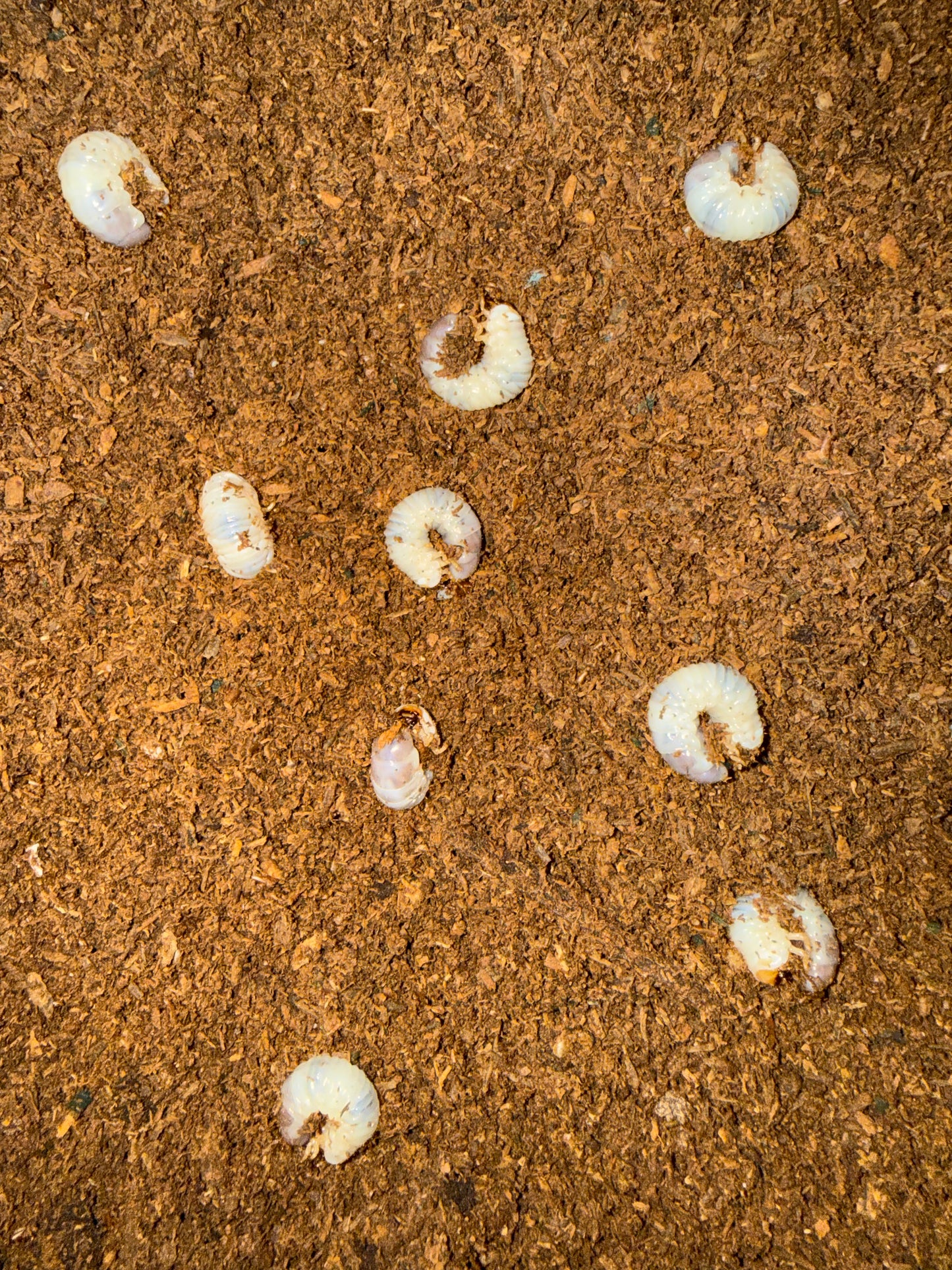 Propomacrus davidi (Orangutan Longarm Beetle) larvae