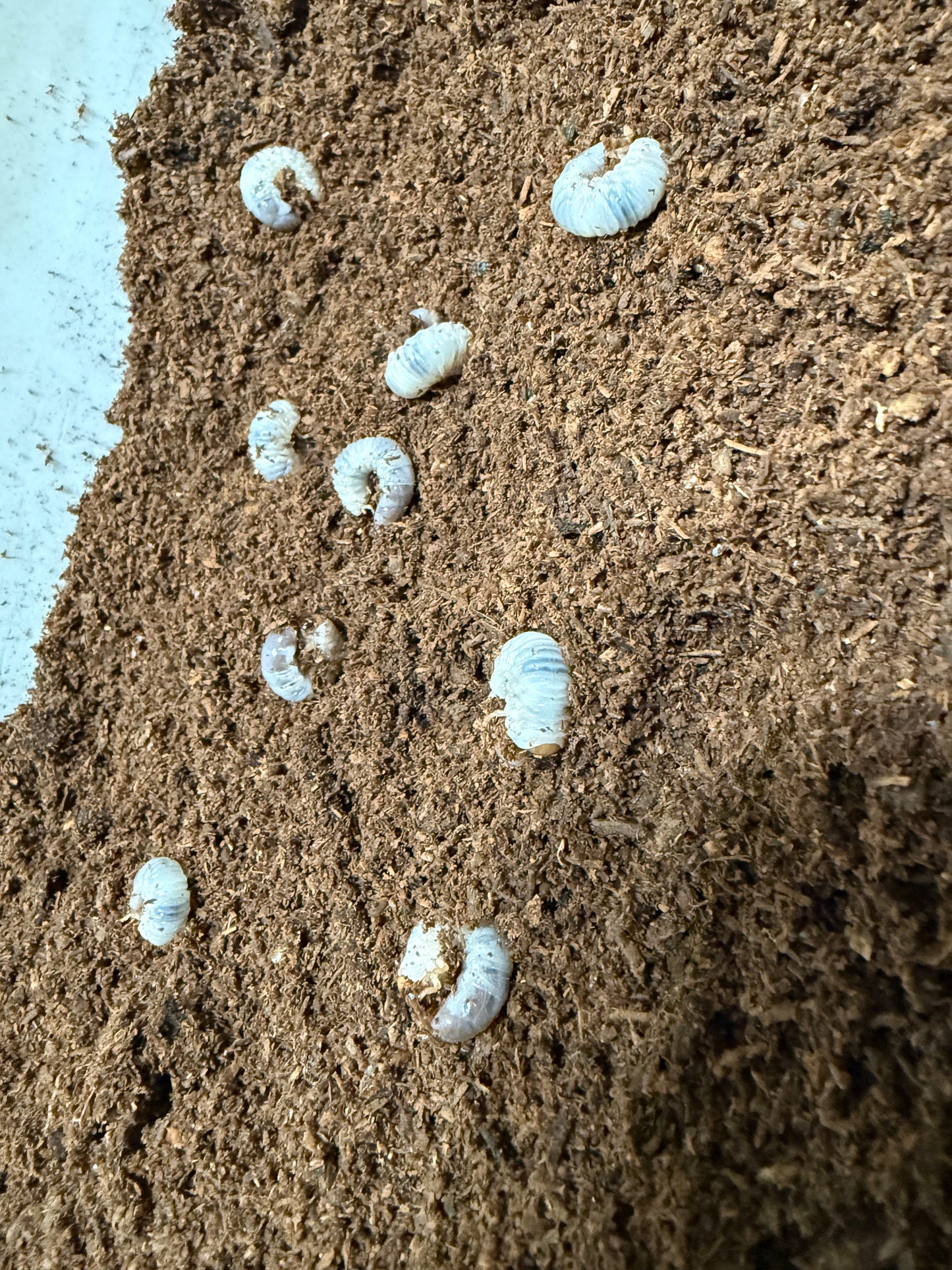 Propomacrus davidi (Orangutan Longarm Beetle) larvae