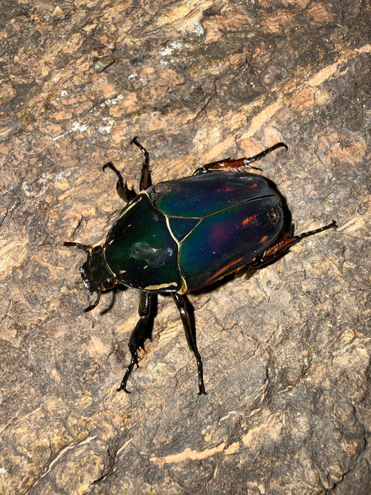 Adult Mecynorrhina torquatus ugandensis Female