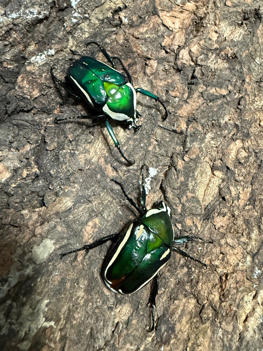 Adult Derby Beetle Pair