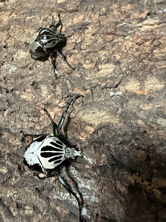 Goliathus Regius Adult Pair *Read Description*