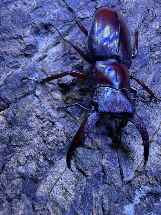ADULT MALE Hexarthrius mandibularis mandibularis