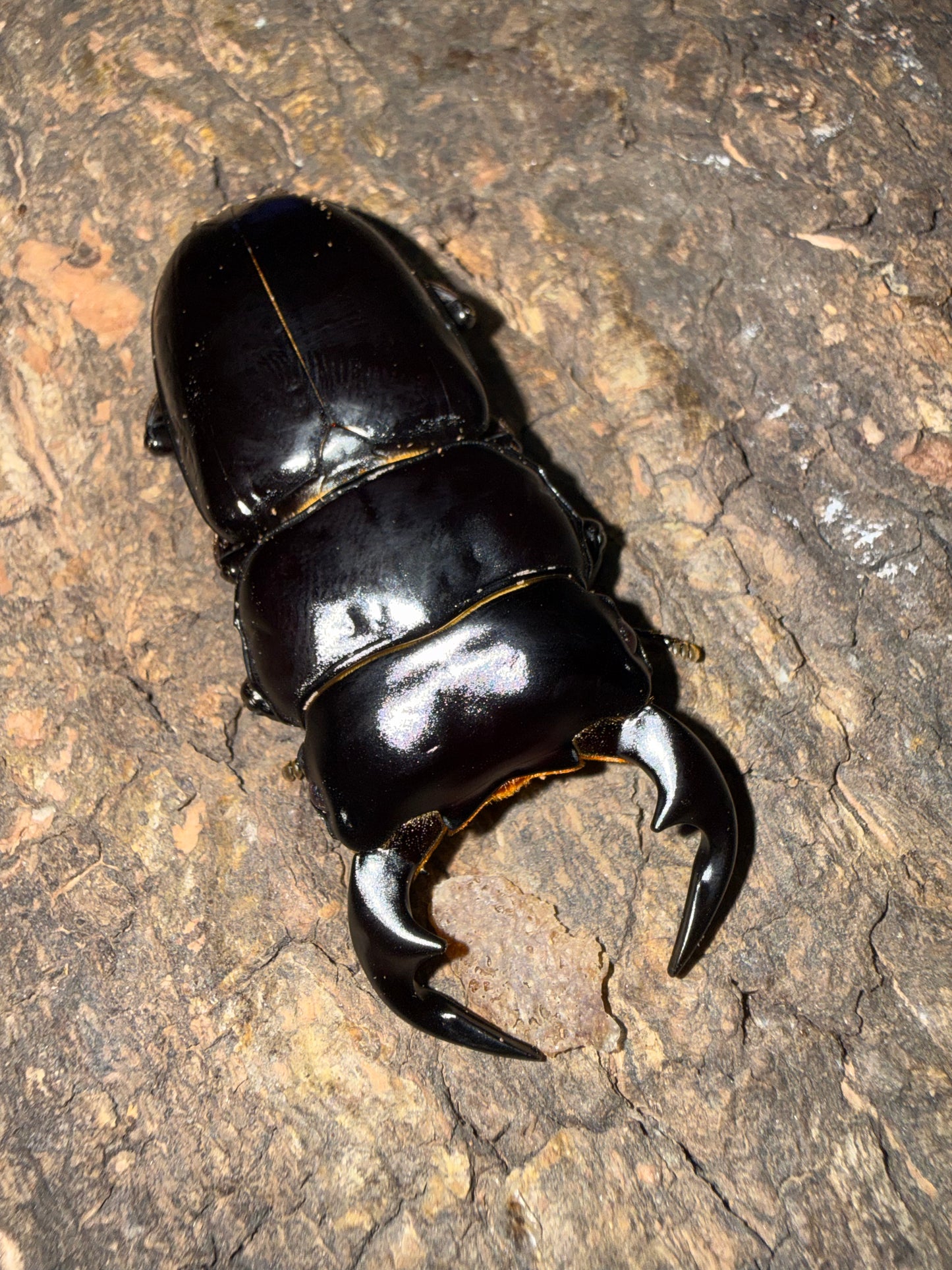 Adult Male Dorcus Antaeus Antaeus