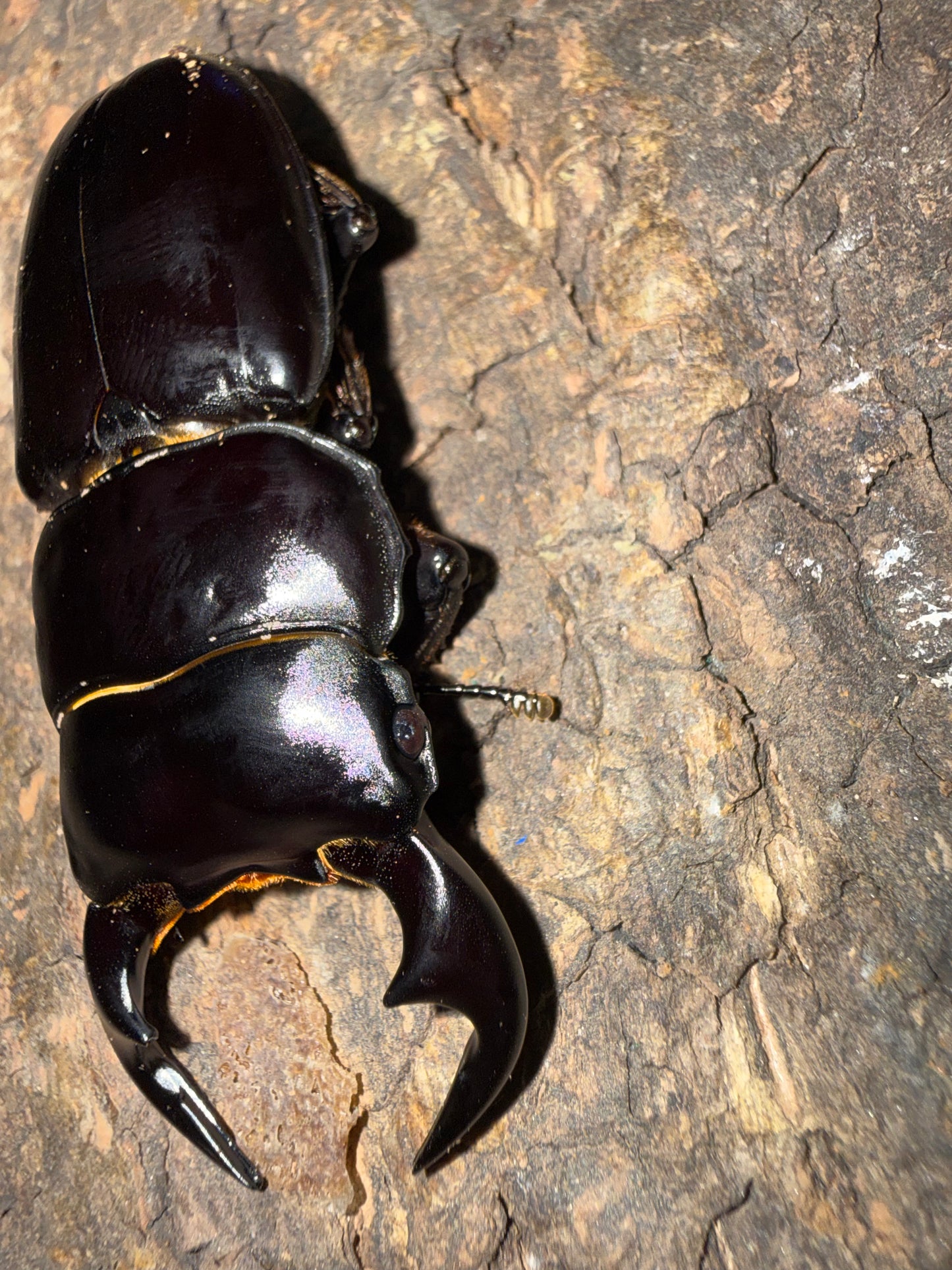 Adult Male Dorcus Antaeus Antaeus