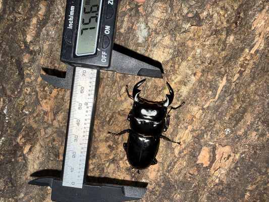 Adult Male Dorcus Antaeus Antaeus