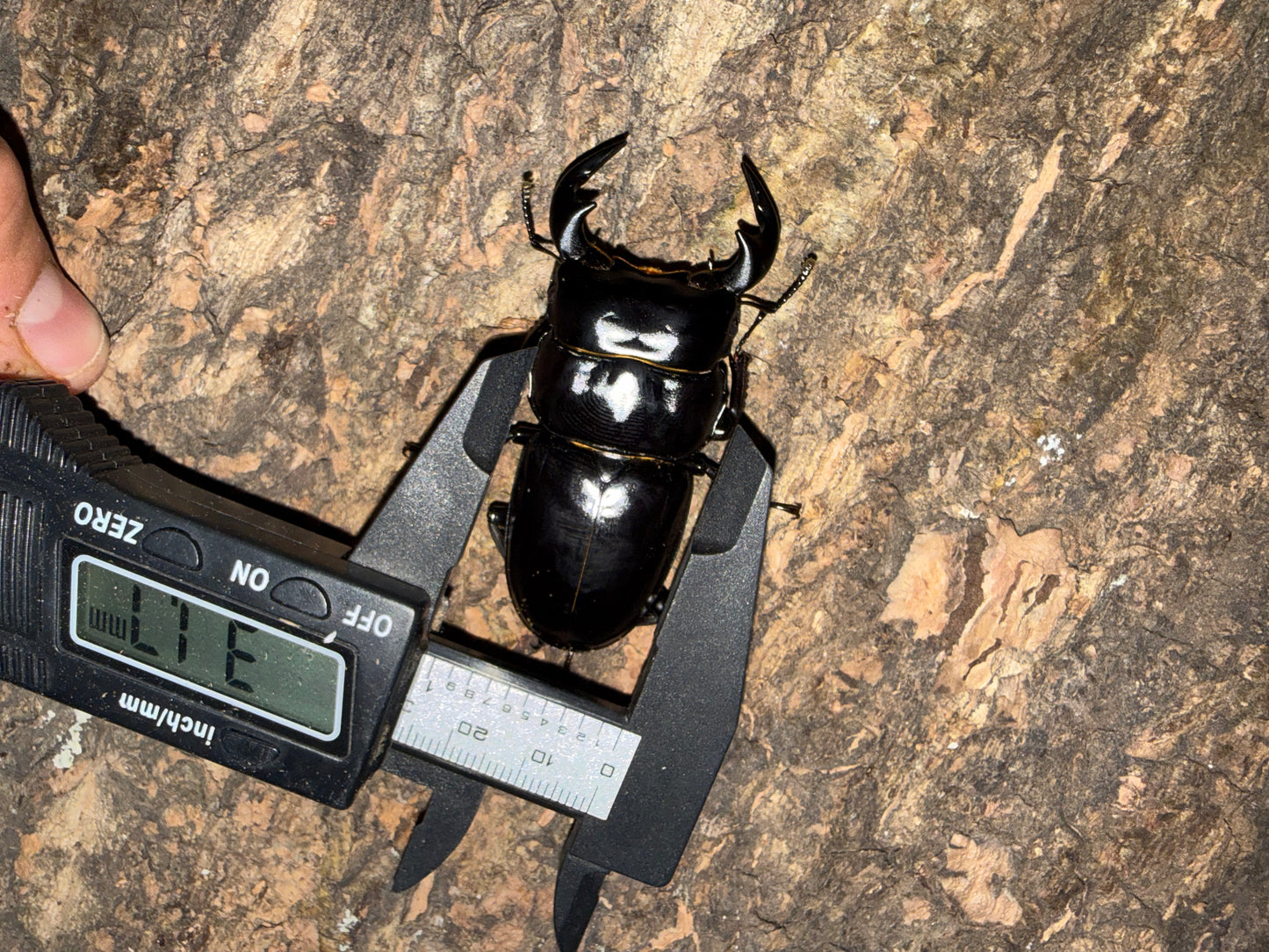 Adult Male Dorcus Antaeus Antaeus