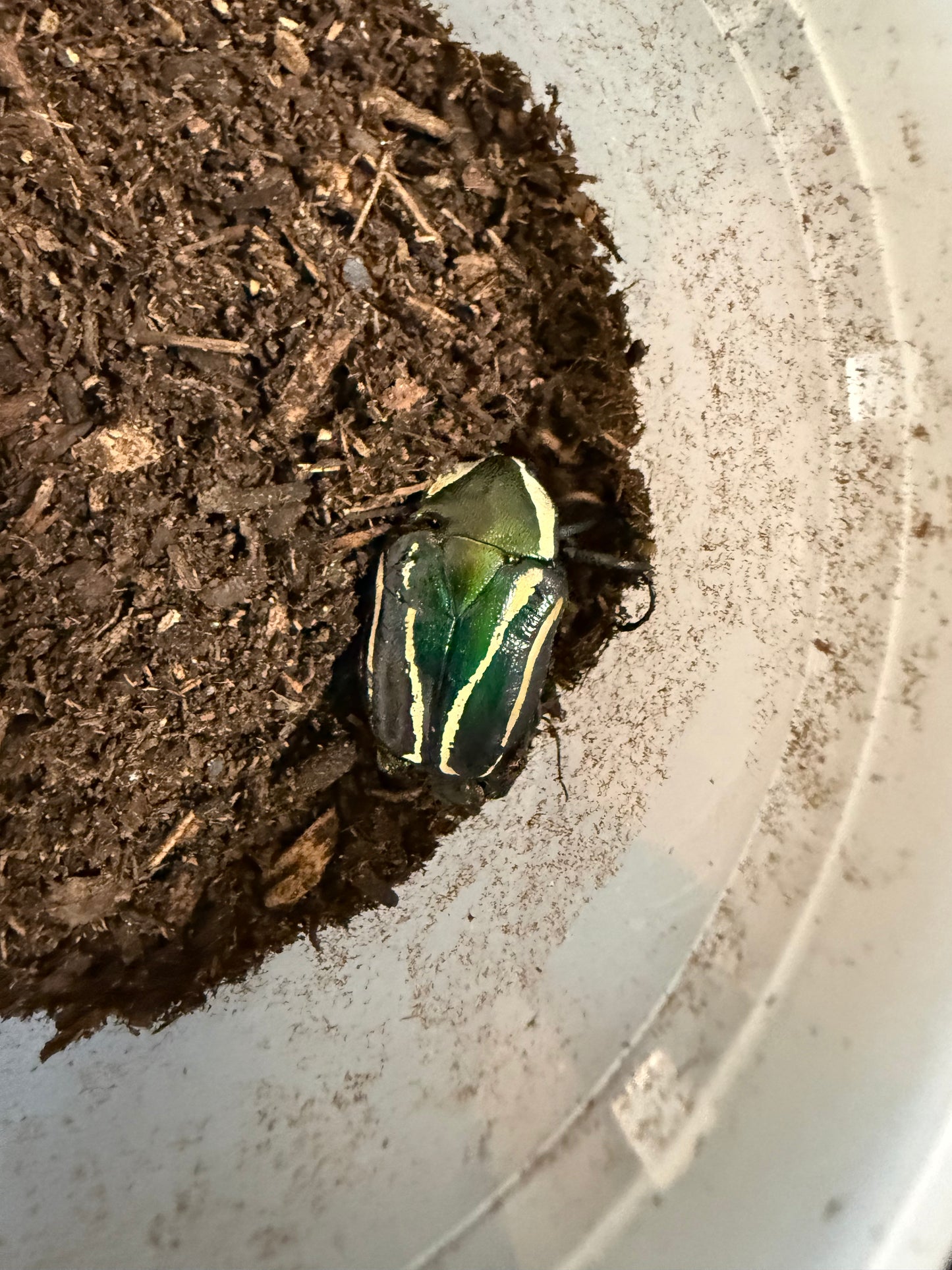 Derby Female *See Description*