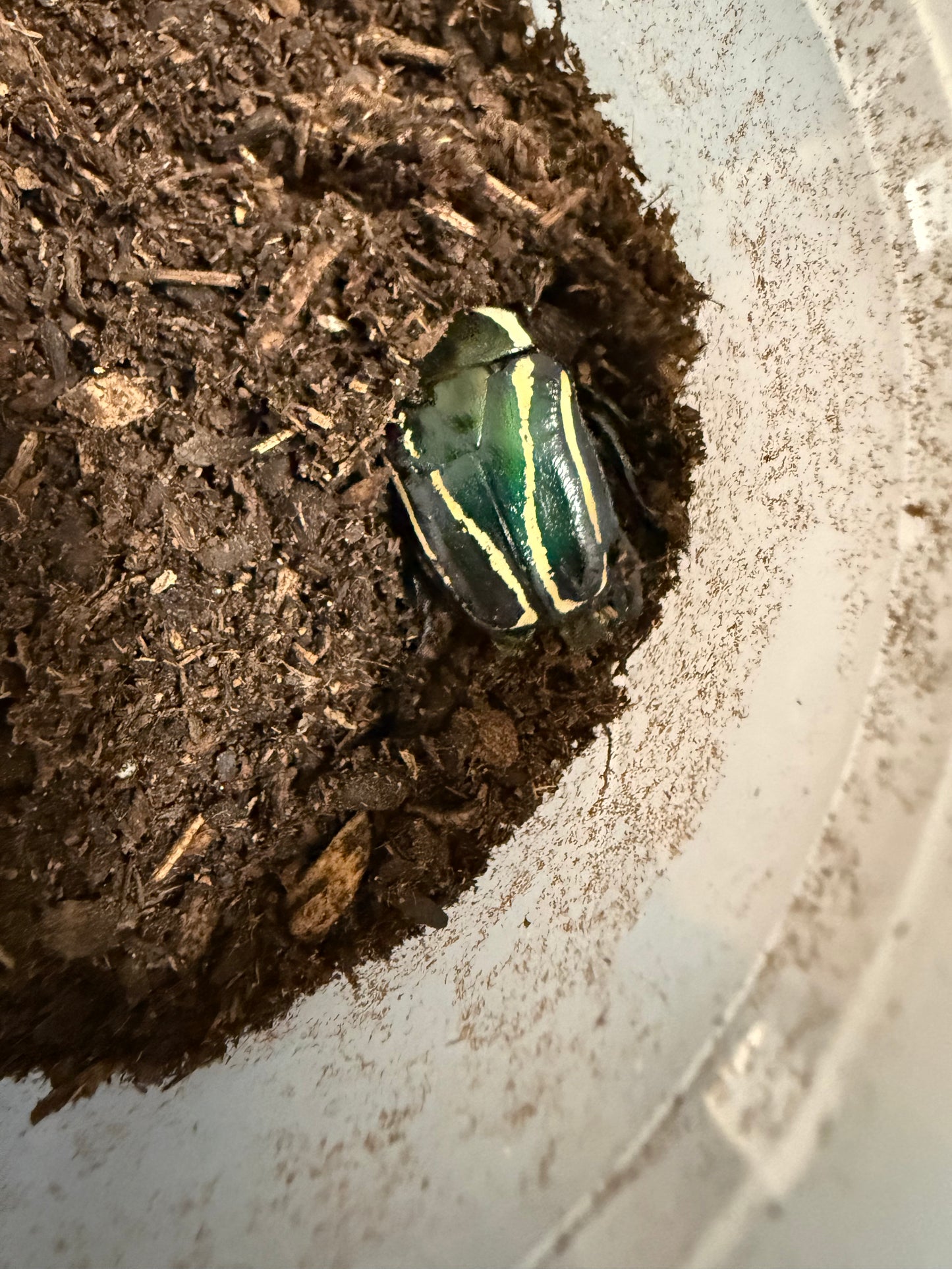 Derby Female *See Description*