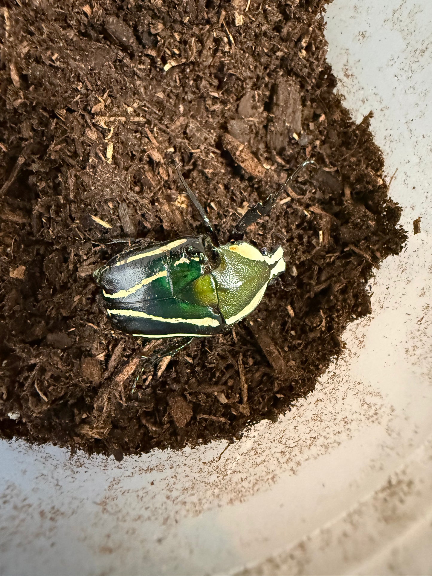 Derby Female *See Description*