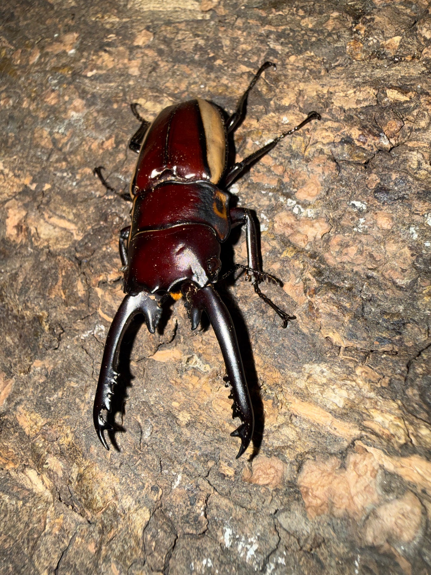Prosopocoilus bison cinctus (Bison Sawtooth Stag Beetle)